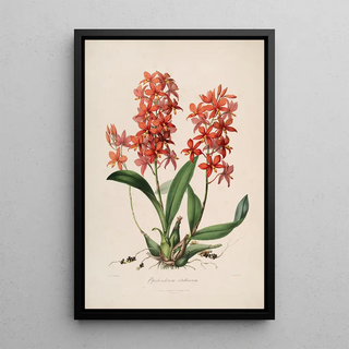 Sertum orchidaceum A crown of the most beautiful orchid flowers Pl45 - John Lindley — framed artwork on a wall