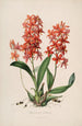 Sertum orchidaceum A crown of the most beautiful orchid flowers Pl45 - John Lindley — artwork view
