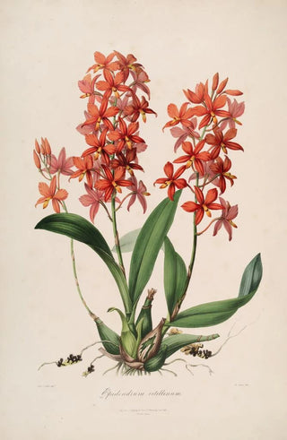 Sertum orchidaceum A crown of the most beautiful orchid flowers Pl45 - John Lindley — artwork view