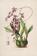 Sertum orchidaceum A crown of the most beautiful orchid flowers Pl46 - John Lindley — artwork view