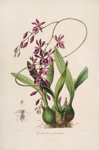 Sertum orchidaceum A crown of the most beautiful orchid flowers Pl46 - John Lindley — artwork view
