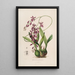 Sertum orchidaceum A crown of the most beautiful orchid flowers Pl46 - John Lindley — framed artwork on a wall