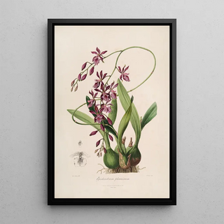 Sertum orchidaceum A crown of the most beautiful orchid flowers Pl46 - John Lindley — framed artwork on a wall