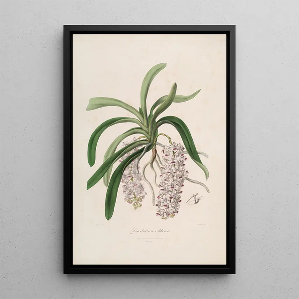 Sertum orchidaceum A crown of the most beautiful orchid flowers Pl47 - John Lindley — framed artwork on a wall
