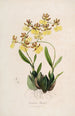 Sertum orchidaceum A crown of the most beautiful orchid flowers Pl48 - John Lindley — artwork view