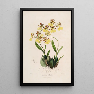 Sertum orchidaceum A crown of the most beautiful orchid flowers Pl48 - John Lindley — framed artwork on a wall