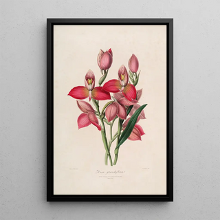 Sertum orchidaceum A crown of the most beautiful orchid flowers Pl49 - John Lindley — framed artwork on a wall