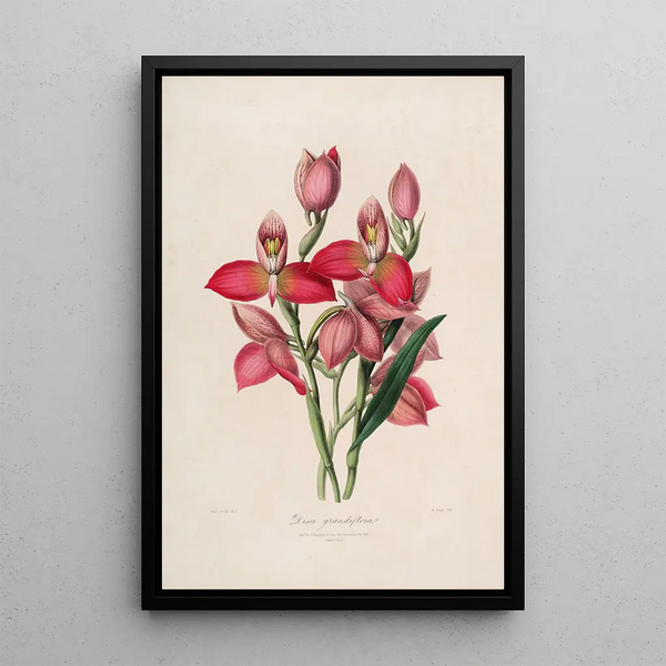 Sertum orchidaceum A crown of the most beautiful orchid flowers Pl49 - John Lindley — framed artwork on a wall