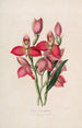 Sertum orchidaceum A crown of the most beautiful orchid flowers Pl49 - John Lindley — artwork view
