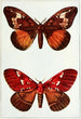 Night Butterflies Painting - John Merton Aldrich — artwork view