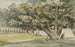 A grove of poplars - John Mix Stanley — artwork view