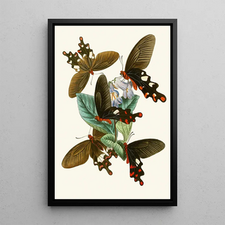 The Oriental Entomology Cabinet Pl I - John Obadiah Westwood — framed artwork on a wall