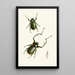 The Oriental Entomology Cabinet Pl II - John Obadiah Westwood — framed artwork on a wall