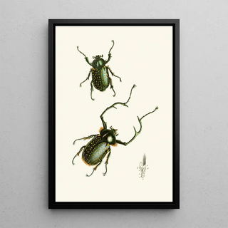 The Oriental Entomology Cabinet Pl II - John Obadiah Westwood — framed artwork on a wall