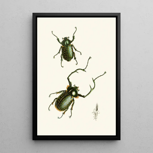 The Oriental Entomology Cabinet Pl II - John Obadiah Westwood — framed artwork on a wall