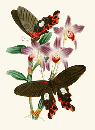 The Oriental Entomology Cabinet Part III - John Obadiah Westwood — artwork view