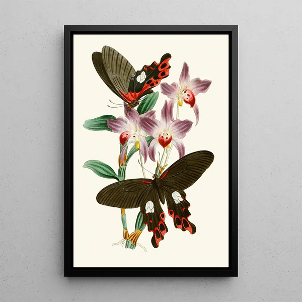 The Oriental Entomology Cabinet Part III - John Obadiah Westwood — framed artwork on a wall