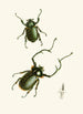 The Oriental Entomology Cabinet Pl II - John Obadiah Westwood — artwork view