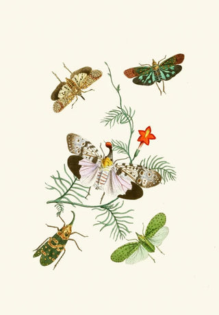 The Oriental Entomology Cabinet Pl IV - John Obadiah Westwood — artwork view