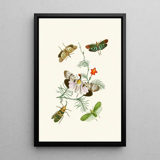 The Oriental Entomology Cabinet Pl IV - John Obadiah Westwood — framed artwork on a wall