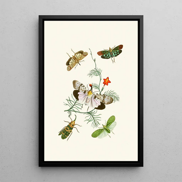 The Oriental Entomology Cabinet Pl IV - John Obadiah Westwood — framed artwork on a wall
