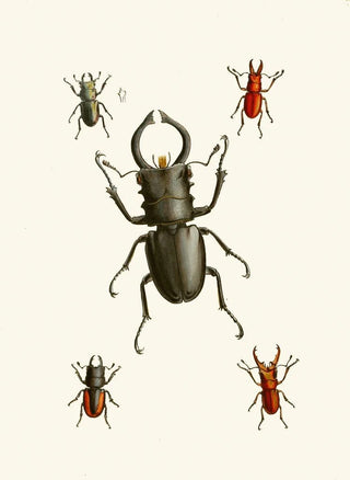 The Oriental Entomology Cabinet Pl IX - John Obadiah Westwood — artwork view