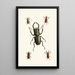 The Oriental Entomology Cabinet Pl IX - John Obadiah Westwood — framed artwork on a wall