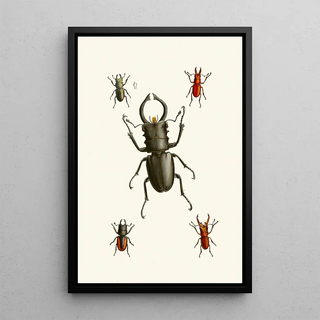 The Oriental Entomology Cabinet Pl IX - John Obadiah Westwood — framed artwork on a wall