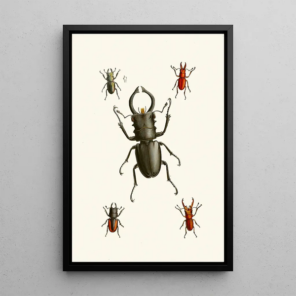 The Oriental Entomology Cabinet Pl IX - John Obadiah Westwood — framed artwork on a wall