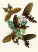 The Oriental Entomology Cabinet Pl I - John Obadiah Westwood — artwork view