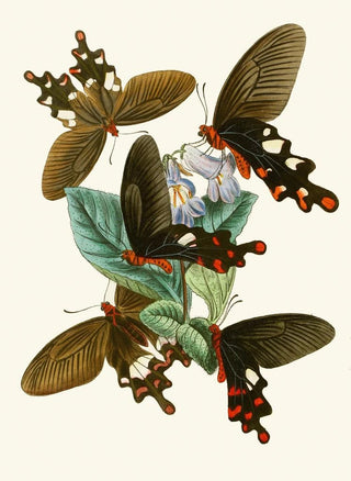The Oriental Entomology Cabinet Pl I - John Obadiah Westwood — artwork view