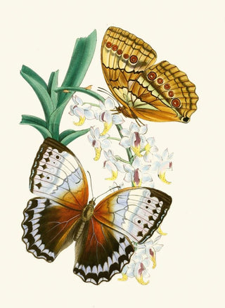 The Oriental Entomology Cabinet Pl V - John Obadiah Westwood — artwork view