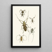 The Oriental Entomology Cabinet Pl VI - John Obadiah Westwood — framed artwork on a wall