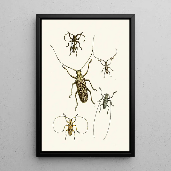The Oriental Entomology Cabinet Pl VI - John Obadiah Westwood — framed artwork on a wall