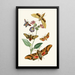 The Oriental Entomology Cabinet Part VII - John Obadiah Westwood — framed artwork on a wall