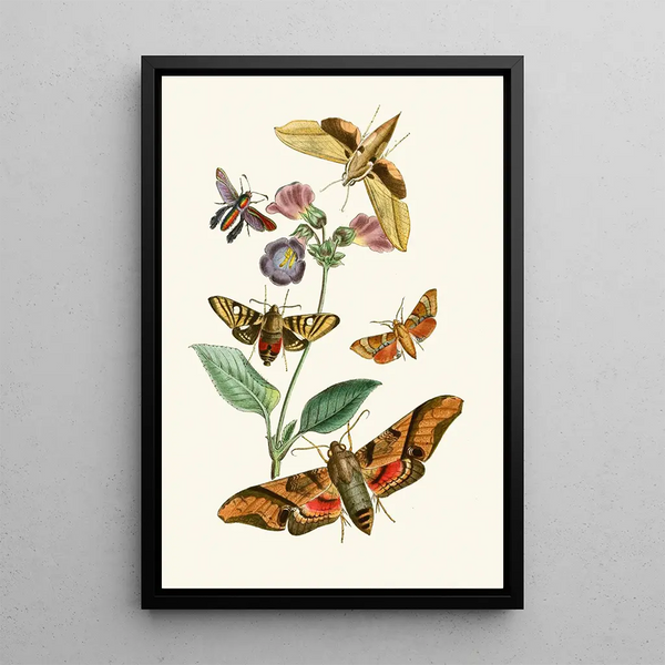The Oriental Entomology Cabinet Part VII - John Obadiah Westwood — framed artwork on a wall