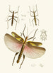 The Oriental Entomology Cabinet Plate VIII - John Obadiah Westwood — artwork view