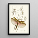 The Oriental Entomology Cabinet Plate VIII - John Obadiah Westwood — framed artwork on a wall