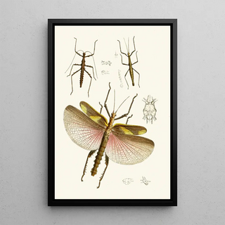 The Oriental Entomology Cabinet Plate VIII - John Obadiah Westwood — framed artwork on a wall