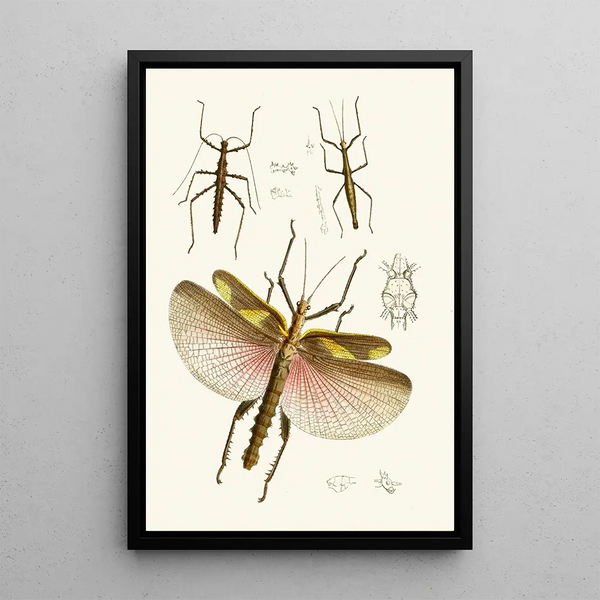 The Oriental Entomology Cabinet Plate VIII - John Obadiah Westwood — framed artwork on a wall