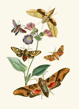 The Oriental Entomology Cabinet Part VII - John Obadiah Westwood — artwork view