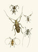 The Oriental Entomology Cabinet Pl VI - John Obadiah Westwood — artwork view
