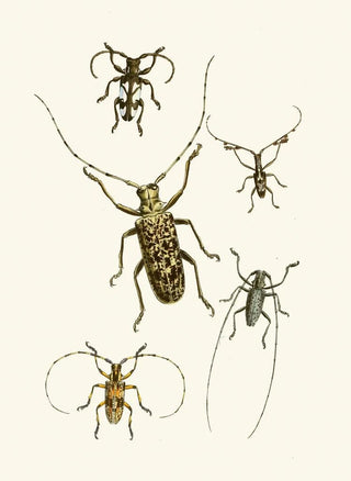 The Oriental Entomology Cabinet Pl VI - John Obadiah Westwood — artwork view
