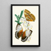 The Oriental Entomology Cabinet Pl V - John Obadiah Westwood — framed artwork on a wall