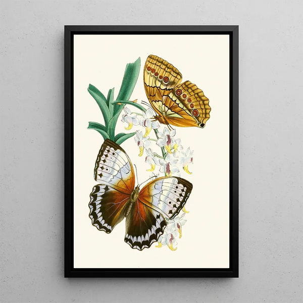 The Oriental Entomology Cabinet Pl V - John Obadiah Westwood — framed artwork on a wall
