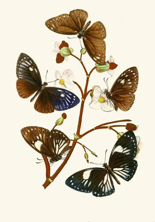 The Oriental Entomology Cabinet X - John Obadiah Westwood — artwork view
