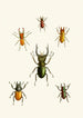 The Oriental Entomology Cabinet Pl XI - John Obadiah Westwood — artwork view
