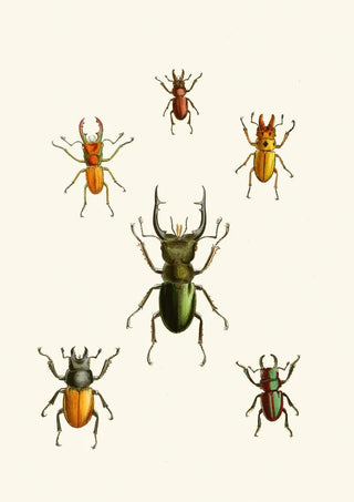 The Oriental Entomology Cabinet Pl XI - John Obadiah Westwood — artwork view