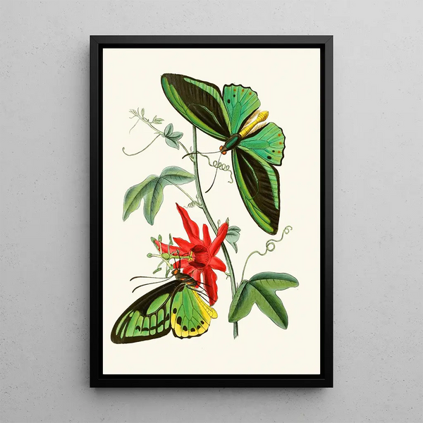 The Oriental Entomology Cabinet Pl XII - John Obadiah Westwood — framed artwork on a wall