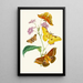 The Oriental Entomology Cabinet Pl XIII - John Obadiah Westwood — framed artwork on a wall